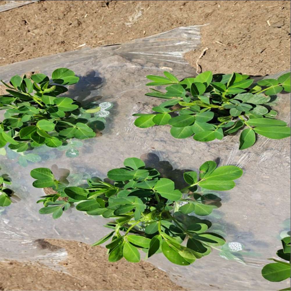 Agricultural Farm Greenhouse P - Greenhouse Plastic Film ulasan dan harga