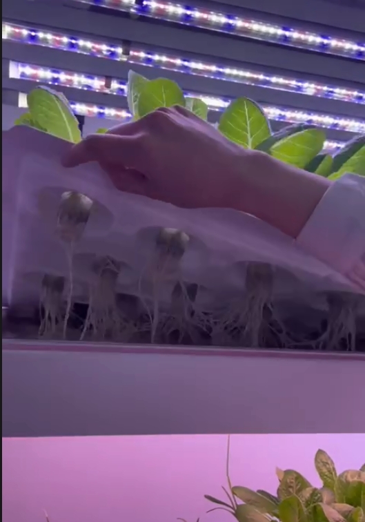 Vertical Farm Hydroponic Tower - Hydroponic Farming Agriculture ulasan dan harga