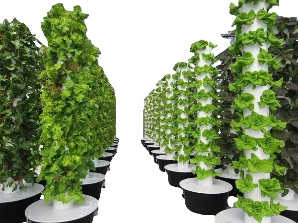 Agricultural greenhouses verti - Hydroponic Farming Agriculture ulasan dan harga