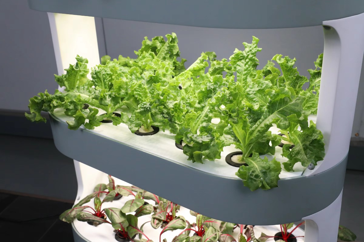 Factory Wholesale Unique Farm  - Hydroponic Farming Agriculture ulasan dan harga