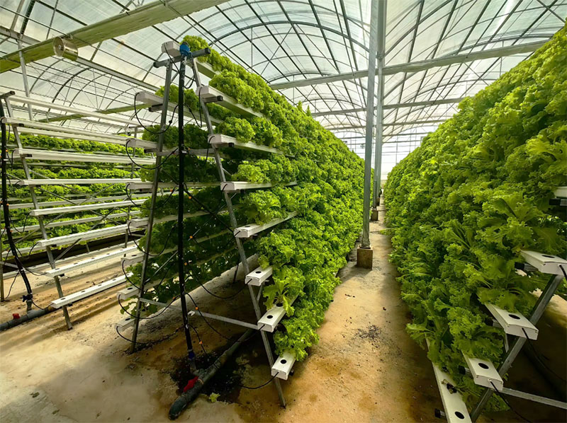 Agricultural Greenhouses Lettu - Hydroponic Farming Agriculture ulasan dan harga